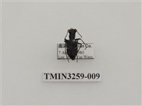 藏品(爬地虎甲蟲)的圖片